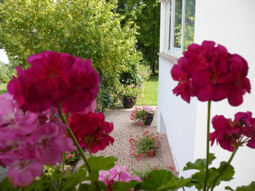 Appartement Le Jardin Lingolsheim Exterior photo